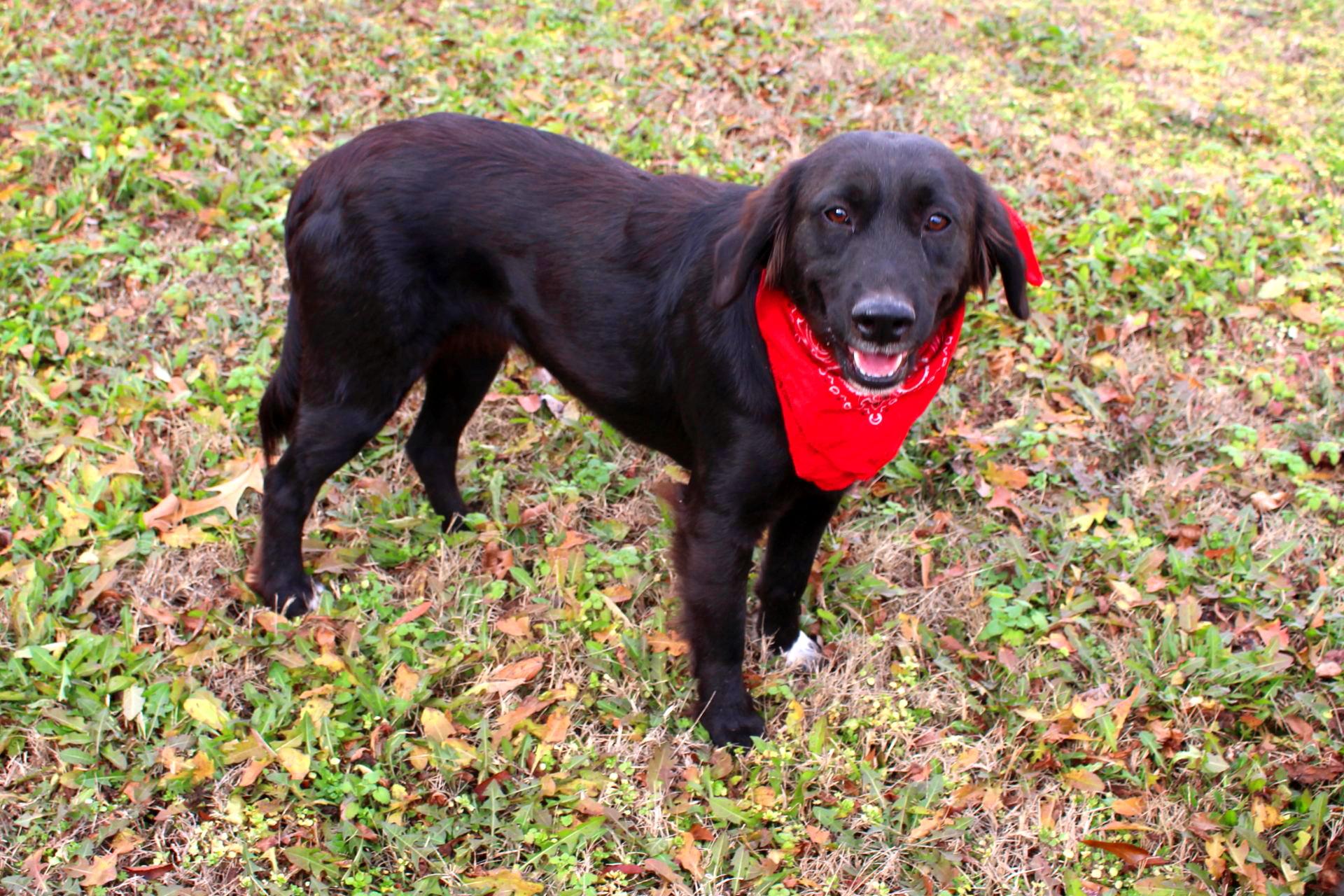 Enlarge Winnie, a ADOPTABLE Labrador Retriever in Muldrow, OK image 2/5