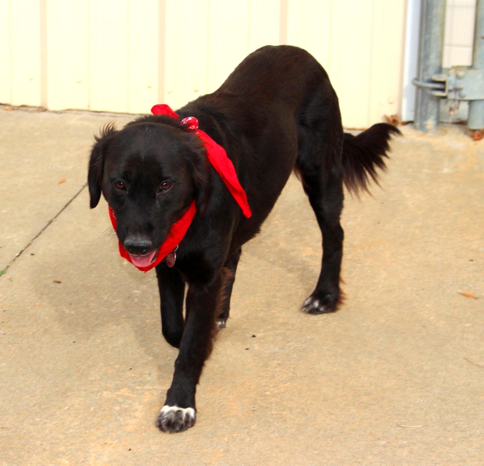 Enlarge Winnie, a ADOPTABLE Labrador Retriever in Muldrow, OK image 4/5