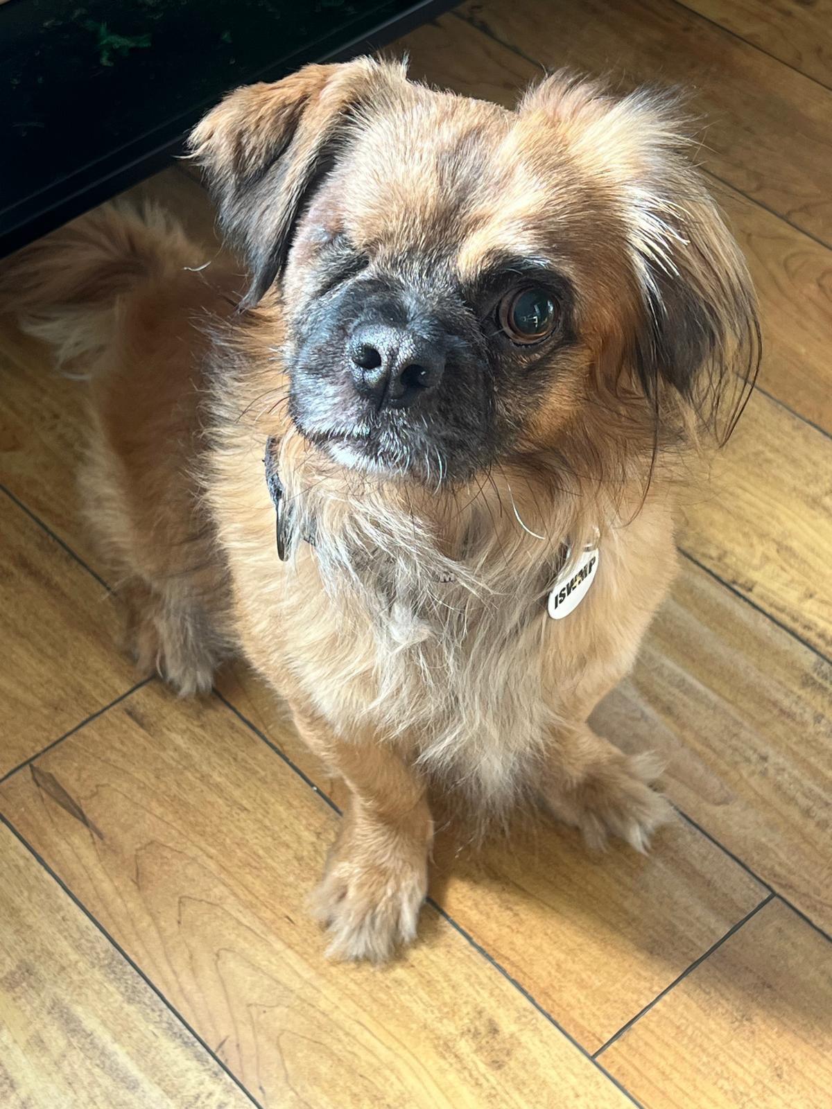 Winky, ADOPTABLE, Adult Male Pekingese.