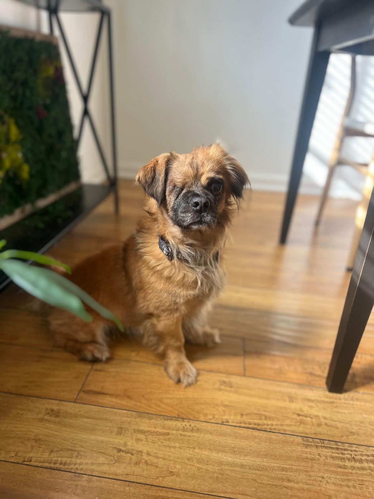 Enlarge Winky, a ADOPTABLE Pekingese in Los Angeles, CA image 3/4