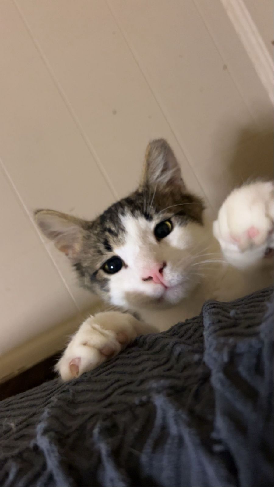 Enlarge Prince, a Adoptable American Shorthair in Rochester, NY image 1/1