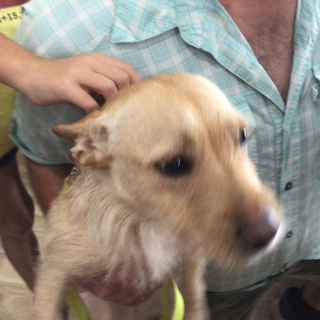 Lilly, Adoptable, Adult Female Scottish Terrier & French Bulldog.