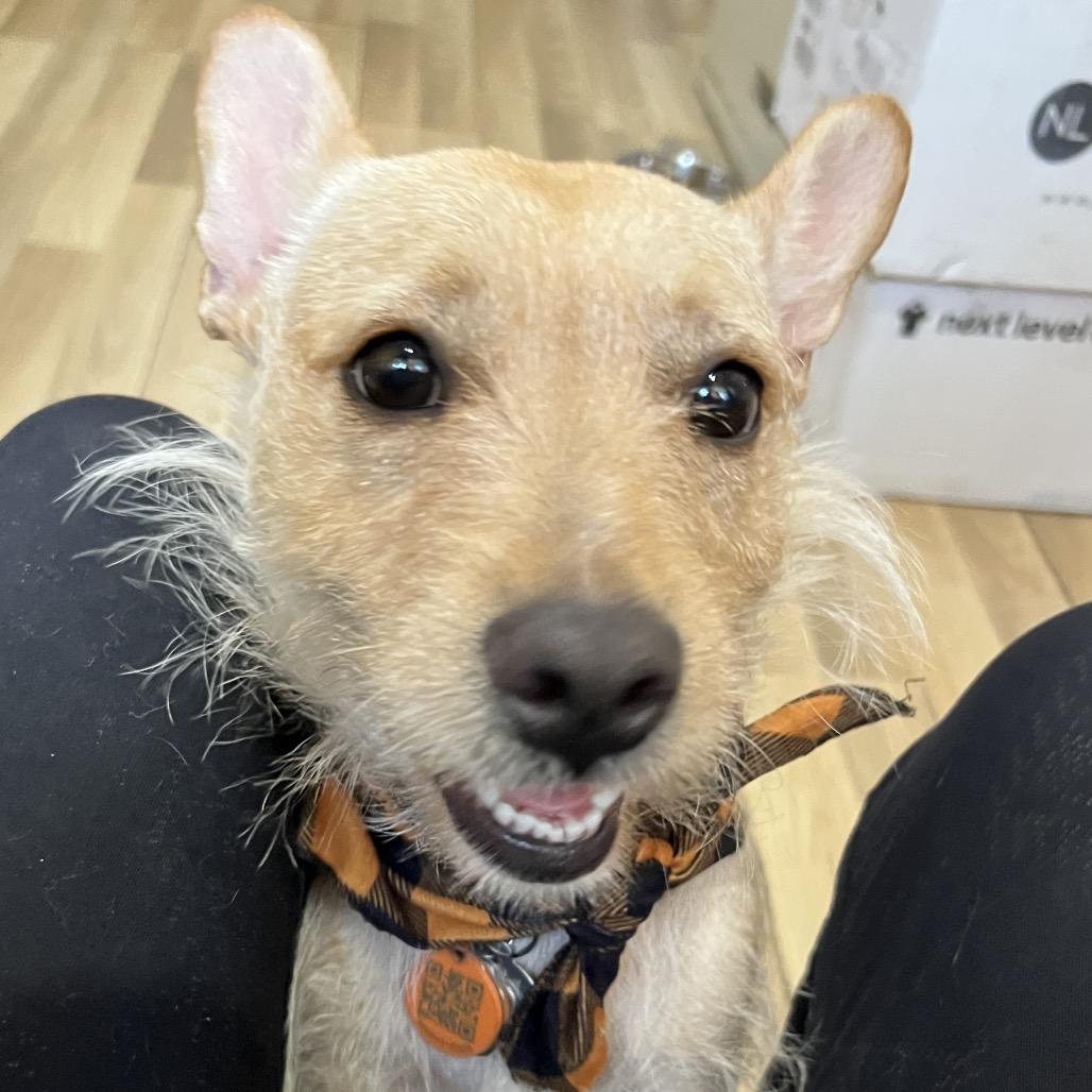 Lilly, a Adoptable mixed breed in New Orleans, LA image 2/2