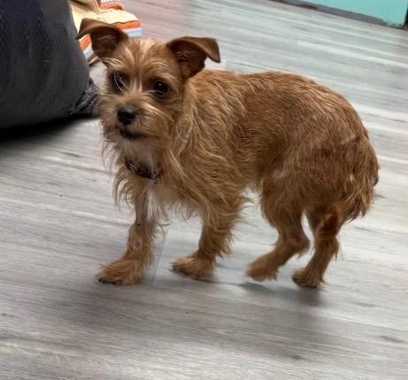 Enlarge Savannah, a ADOPTABLE mixed breed in Orlando, FL image 3/4