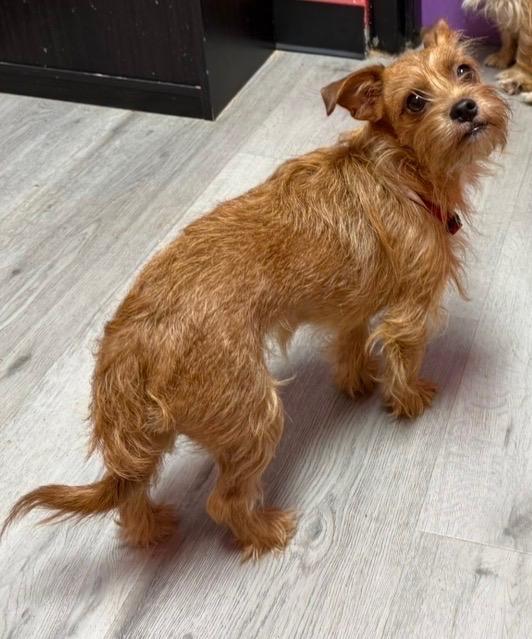 Enlarge Savannah, a ADOPTABLE mixed breed in Orlando, FL image 2/4