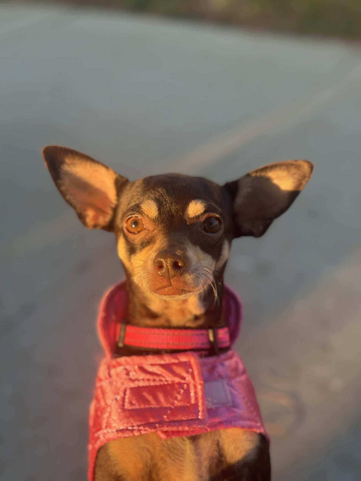 Truffle, Adopted, Adult Female Chihuahua.