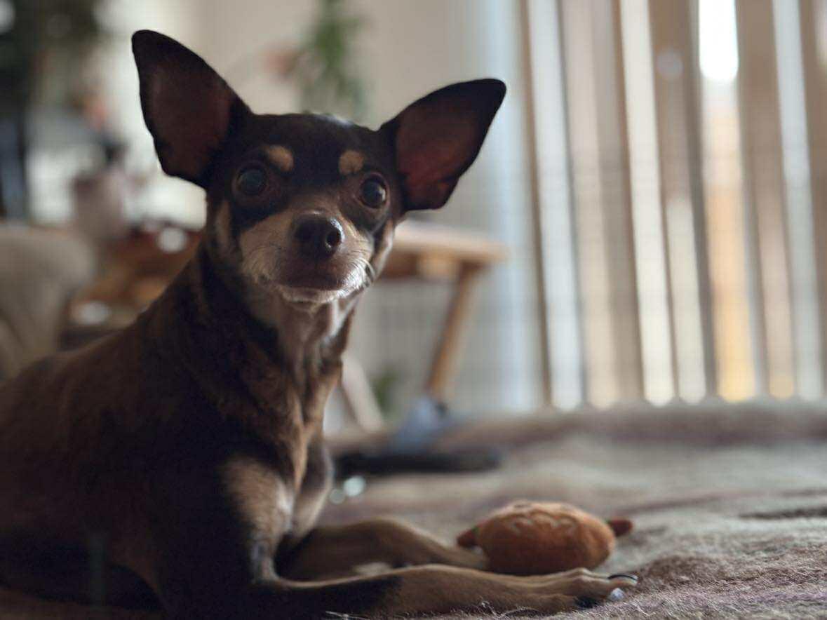 Enlarge Truffle, a Adopted Chihuahua in Visalia, CA image 2/3