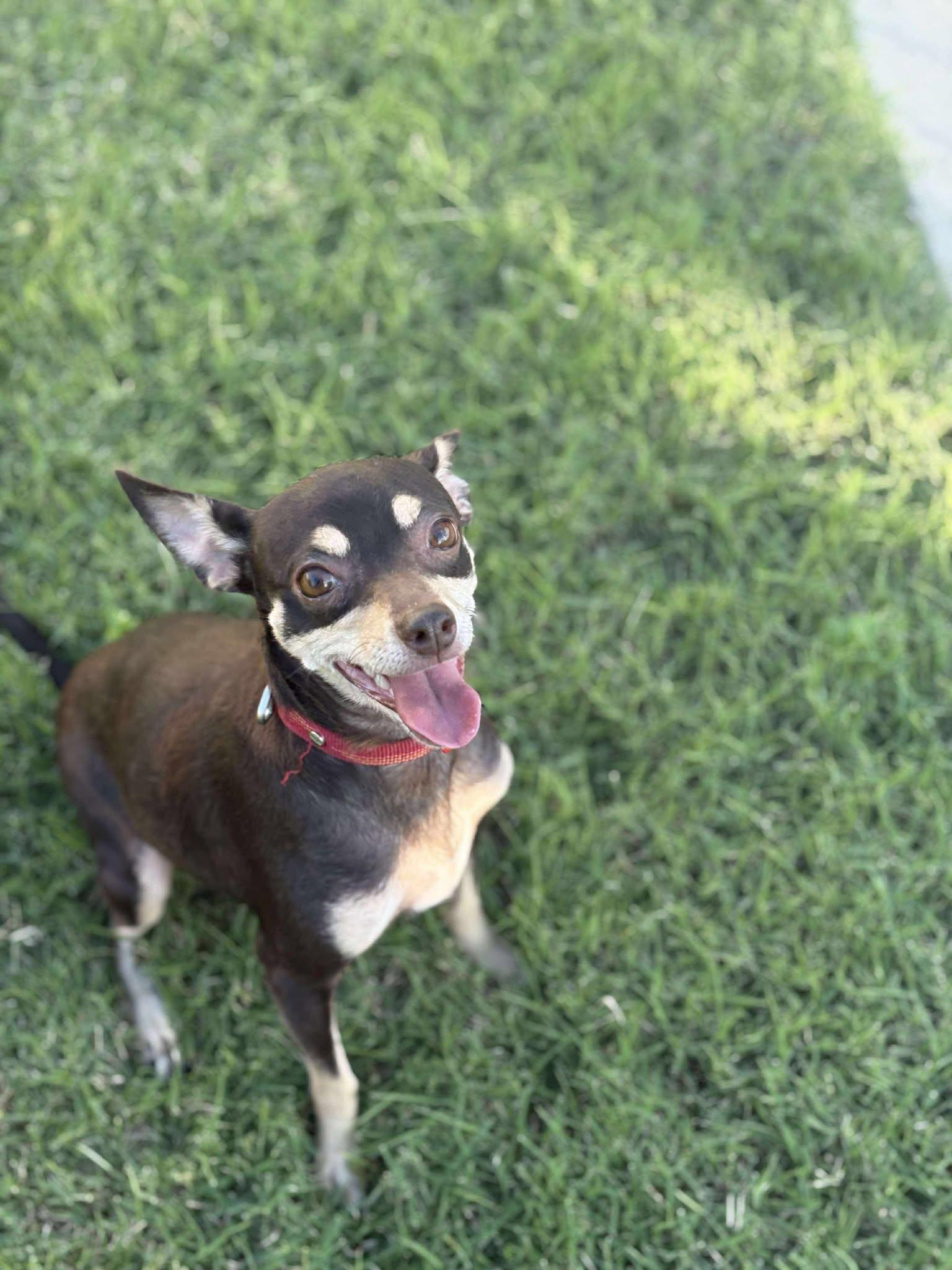 Enlarge Truffle, a Adopted Chihuahua in Visalia, CA image 3/3
