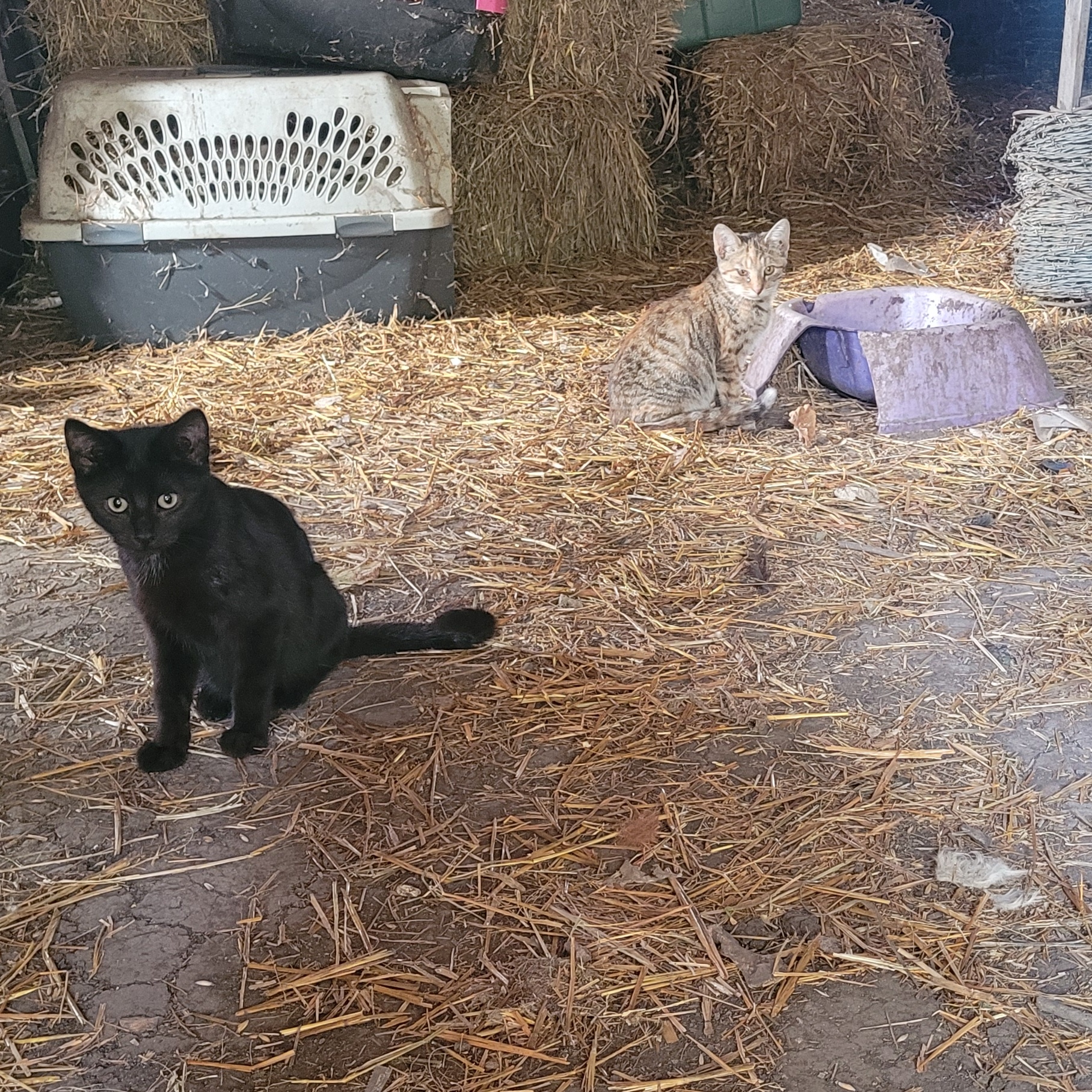 Barn Cats (various), a Adoptable mixed breed in Clarion, IA image 2/5