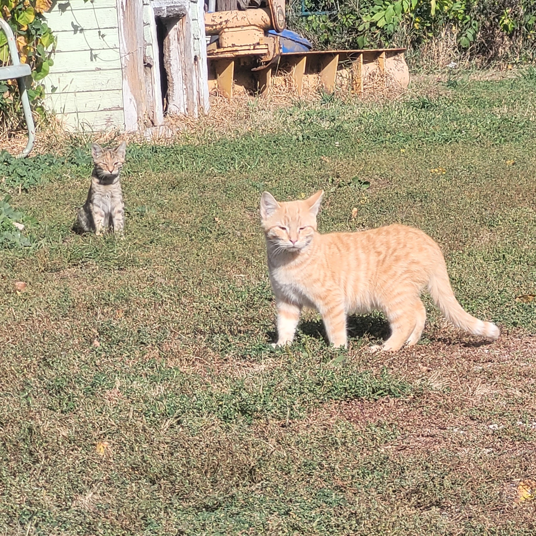 Barn Cats (various), a Adoptable mixed breed in Clarion, IA image 5/5