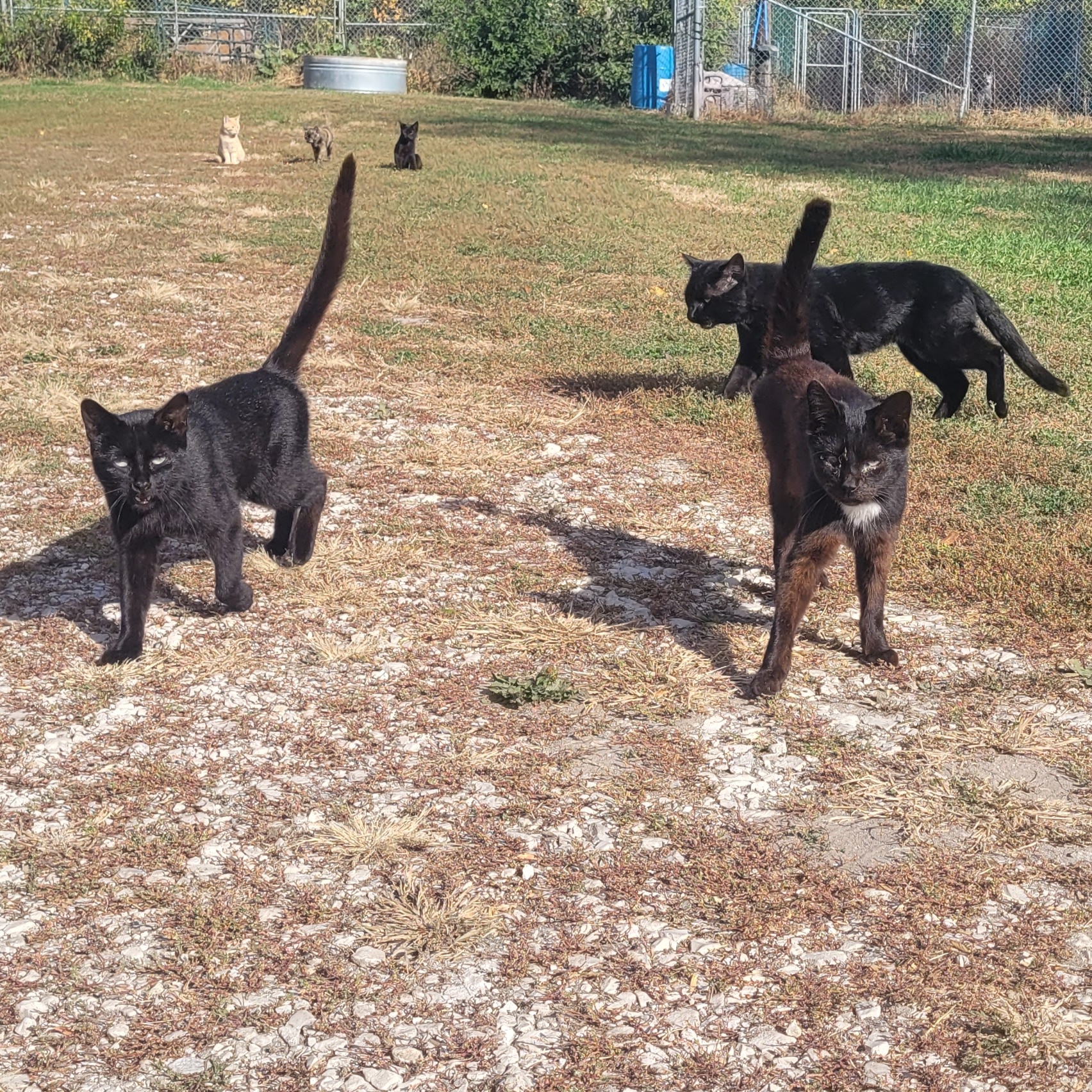 Barn Cats (various), a Adoptable mixed breed in Clarion, IA image 4/5
