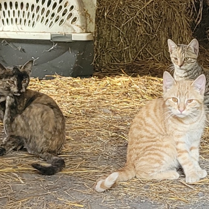 Barn Cats (various), a Adoptable mixed breed in Clarion, IA image 1/5
