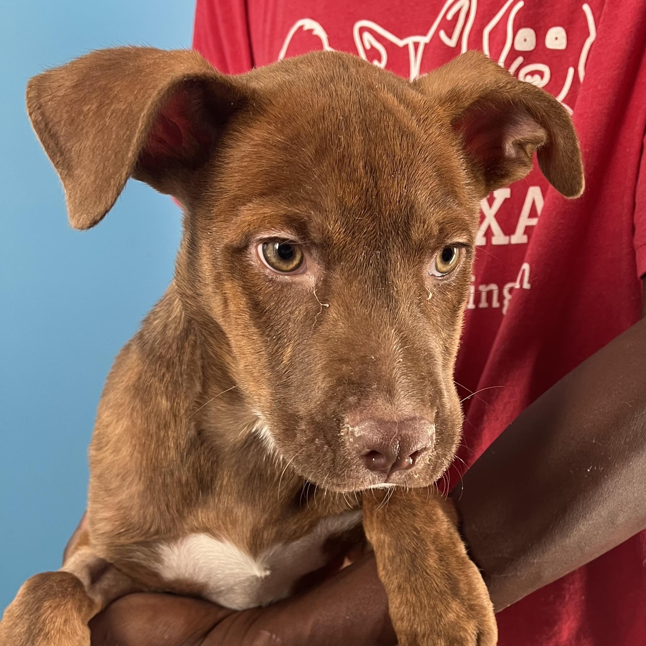 Rita - Local Dec 19-21, a Adoptable mixed breed in Beaverton , OR image 1/6