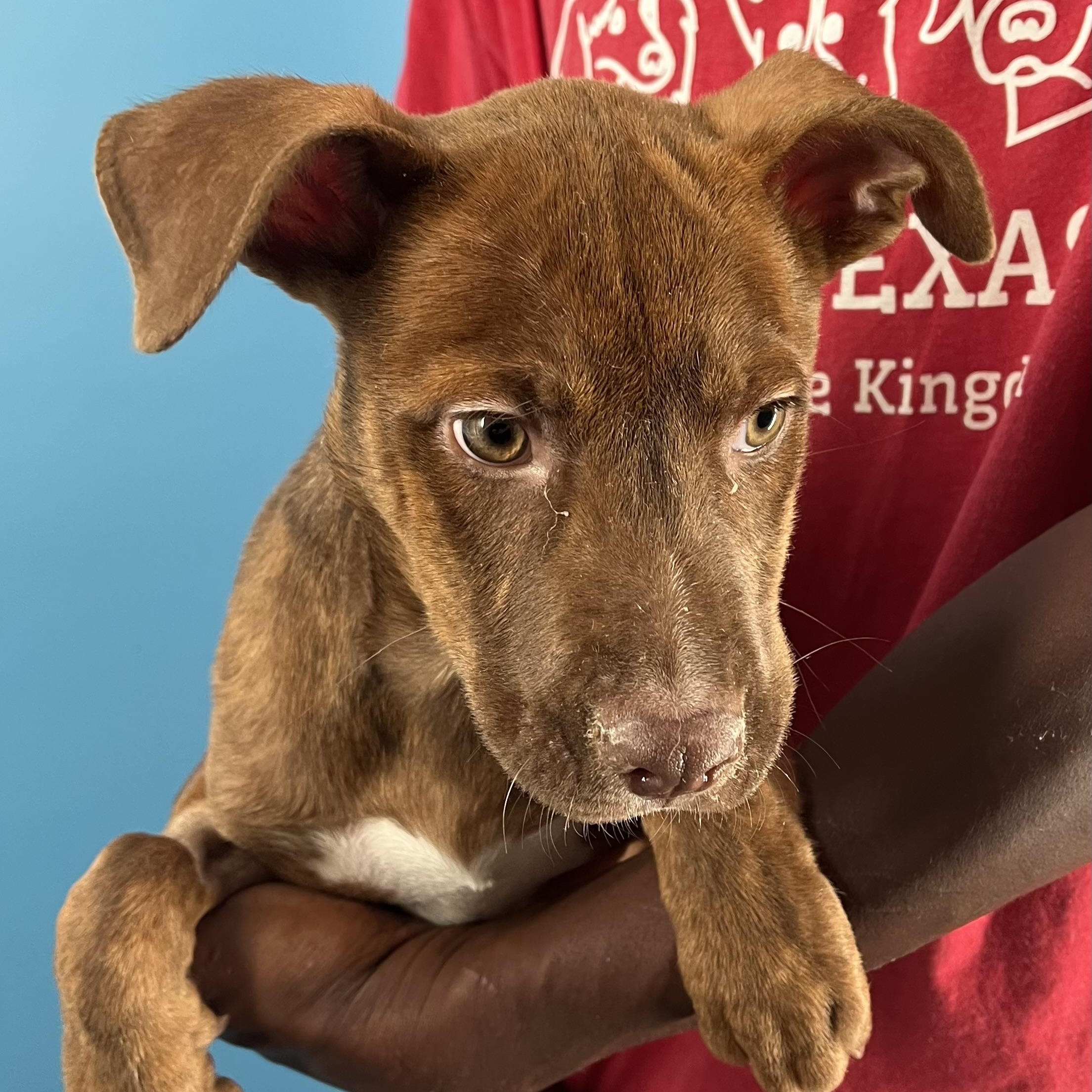 Rita - Local Dec 19-21, a Adoptable mixed breed in Beaverton , OR image 6/6