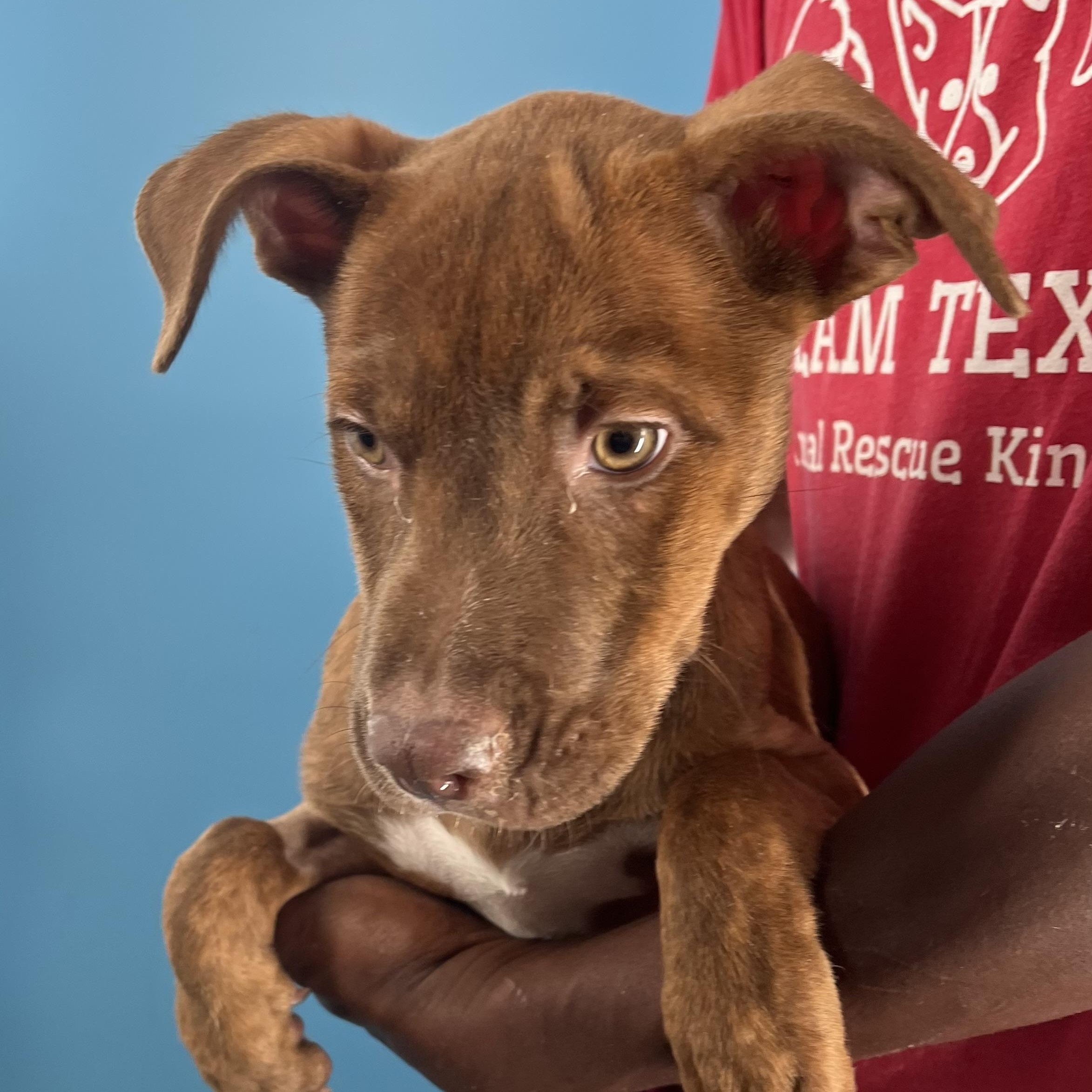 Rita - Local Dec 19-21, a Adoptable mixed breed in Beaverton , OR image 3/6