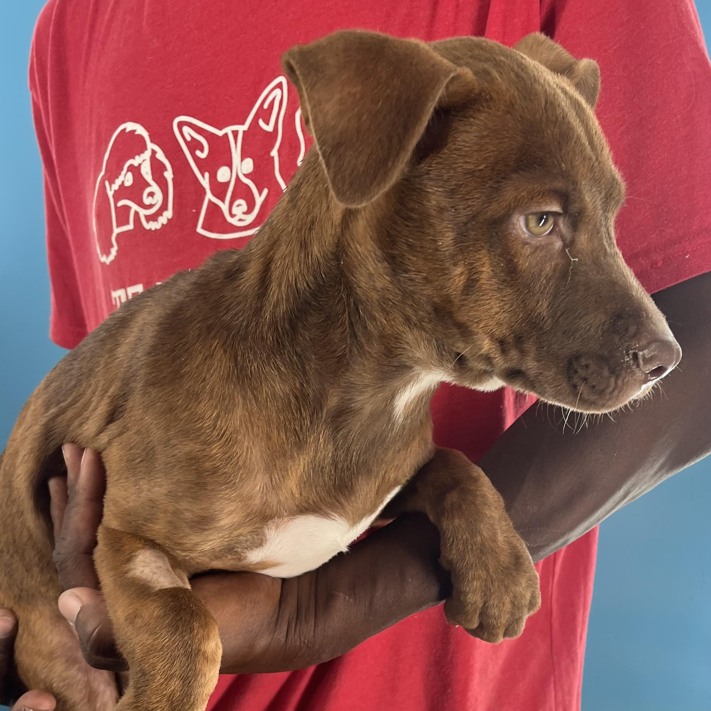 Rita - Local Dec 19-21, a Adoptable mixed breed in Beaverton , OR image 5/6