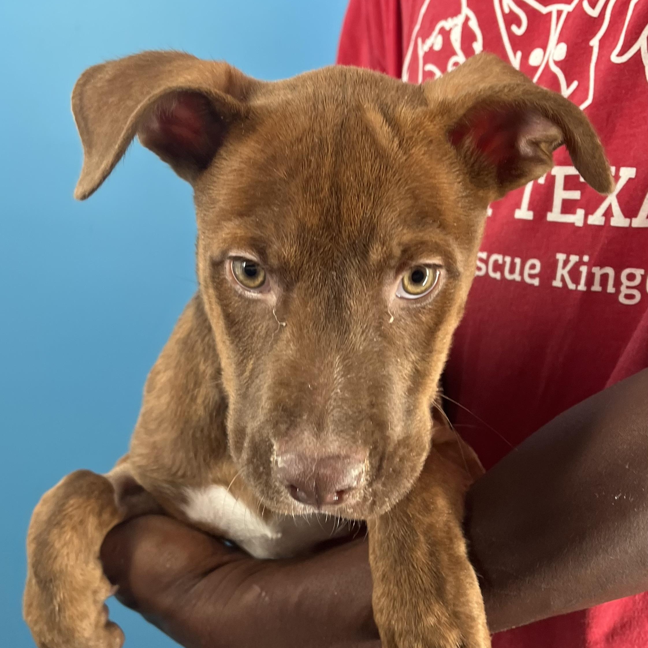 Rita - Local Dec 19-21, a Adoptable mixed breed in Beaverton , OR image 2/6