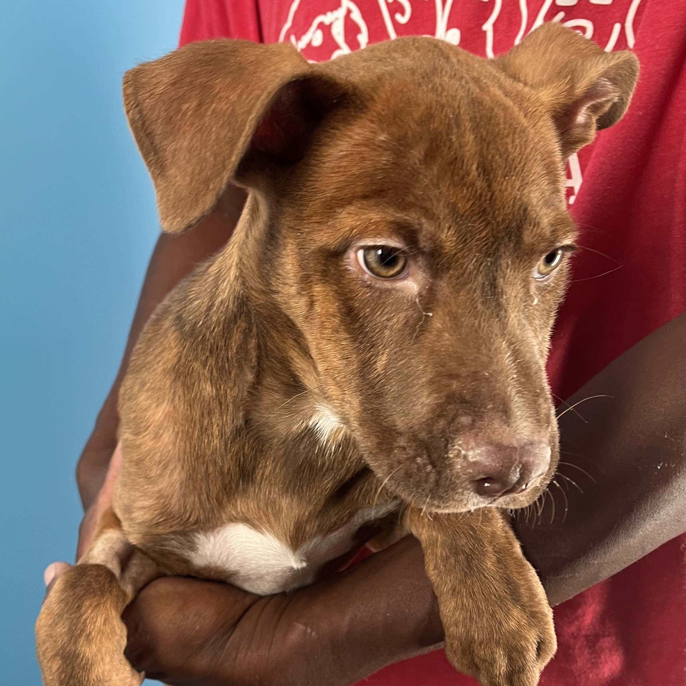 Rita - Local Dec 19-21, a Adoptable mixed breed in Beaverton , OR image 4/6