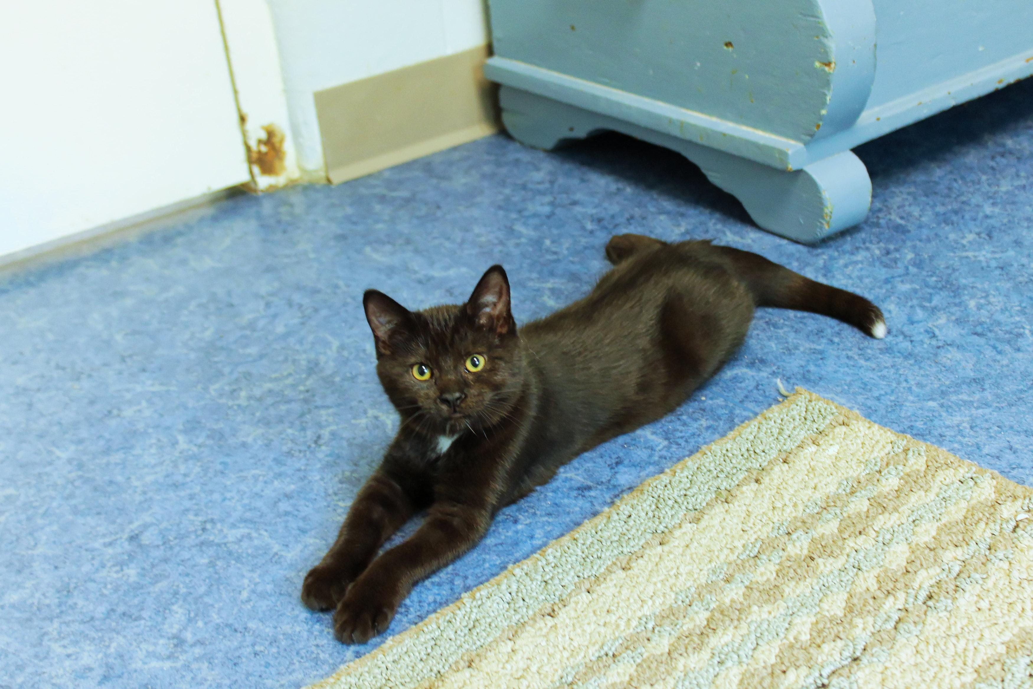 London, adopted, Kitten Female Bombay & Domestic Short Hair.