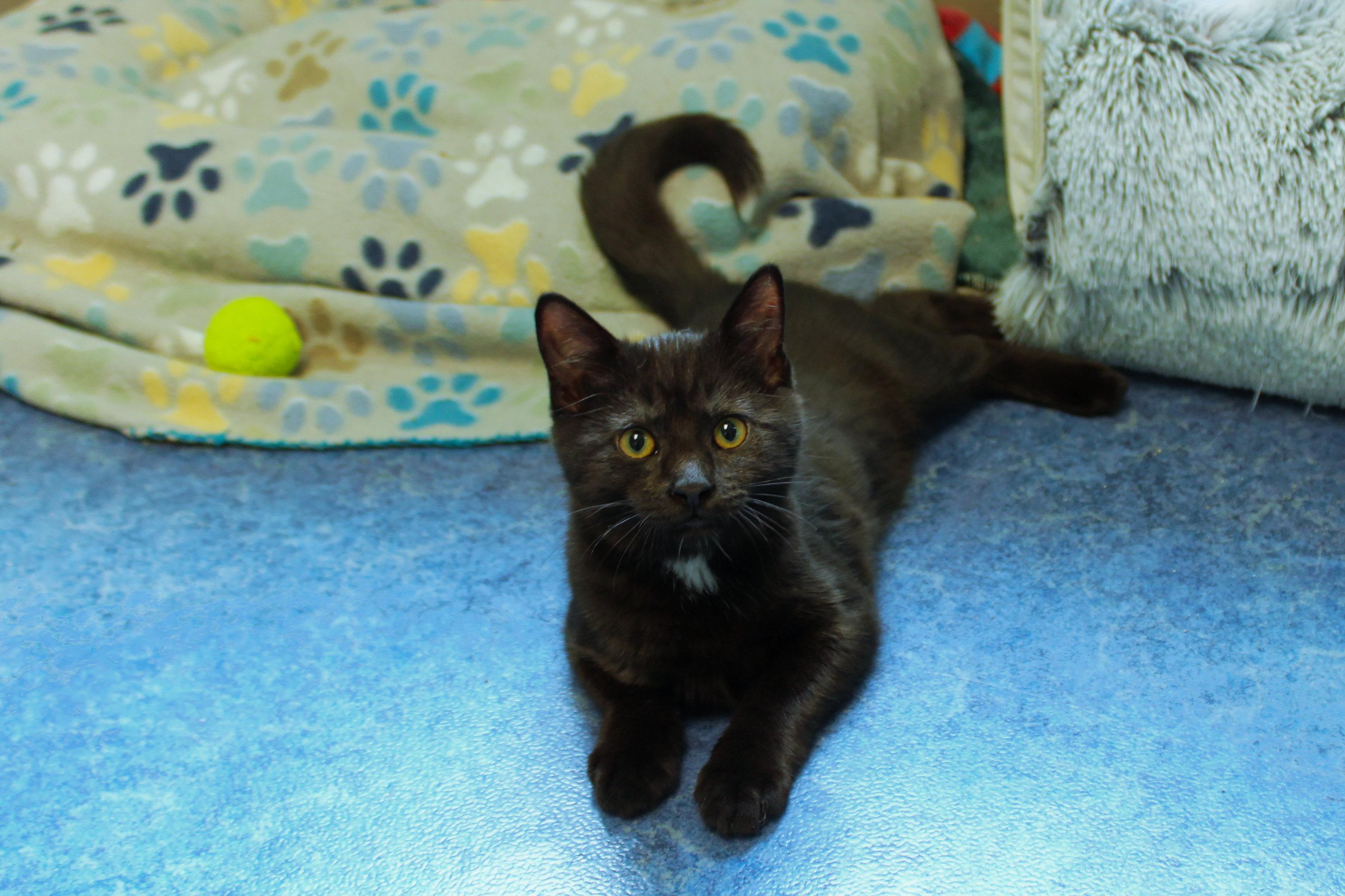 Enlarge London, an adopted mixed breed in Urbana, OH image 3/4