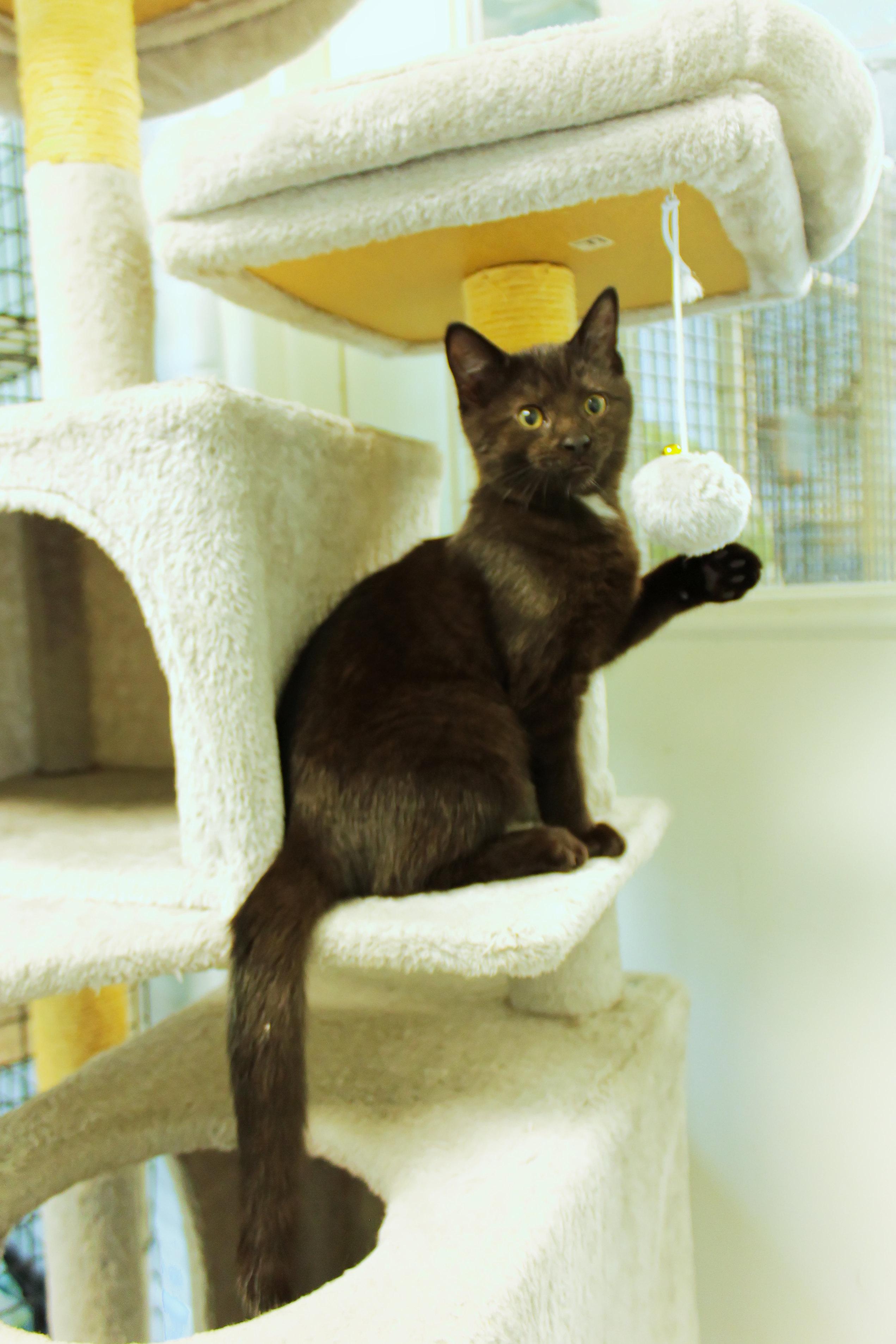 Enlarge London, an adopted mixed breed in Urbana, OH image 2/4