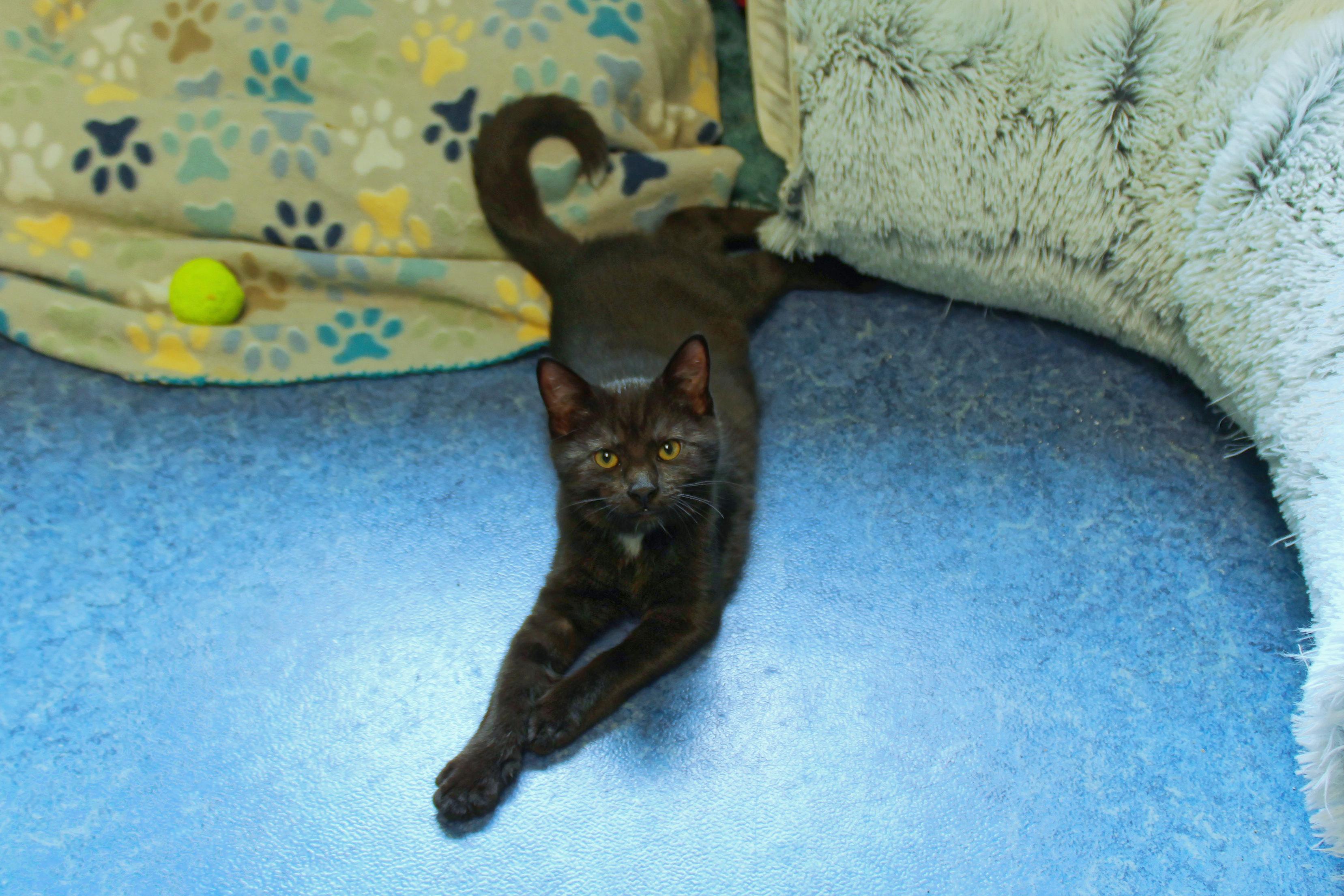 Enlarge London, an adopted mixed breed in Urbana, OH image 4/4