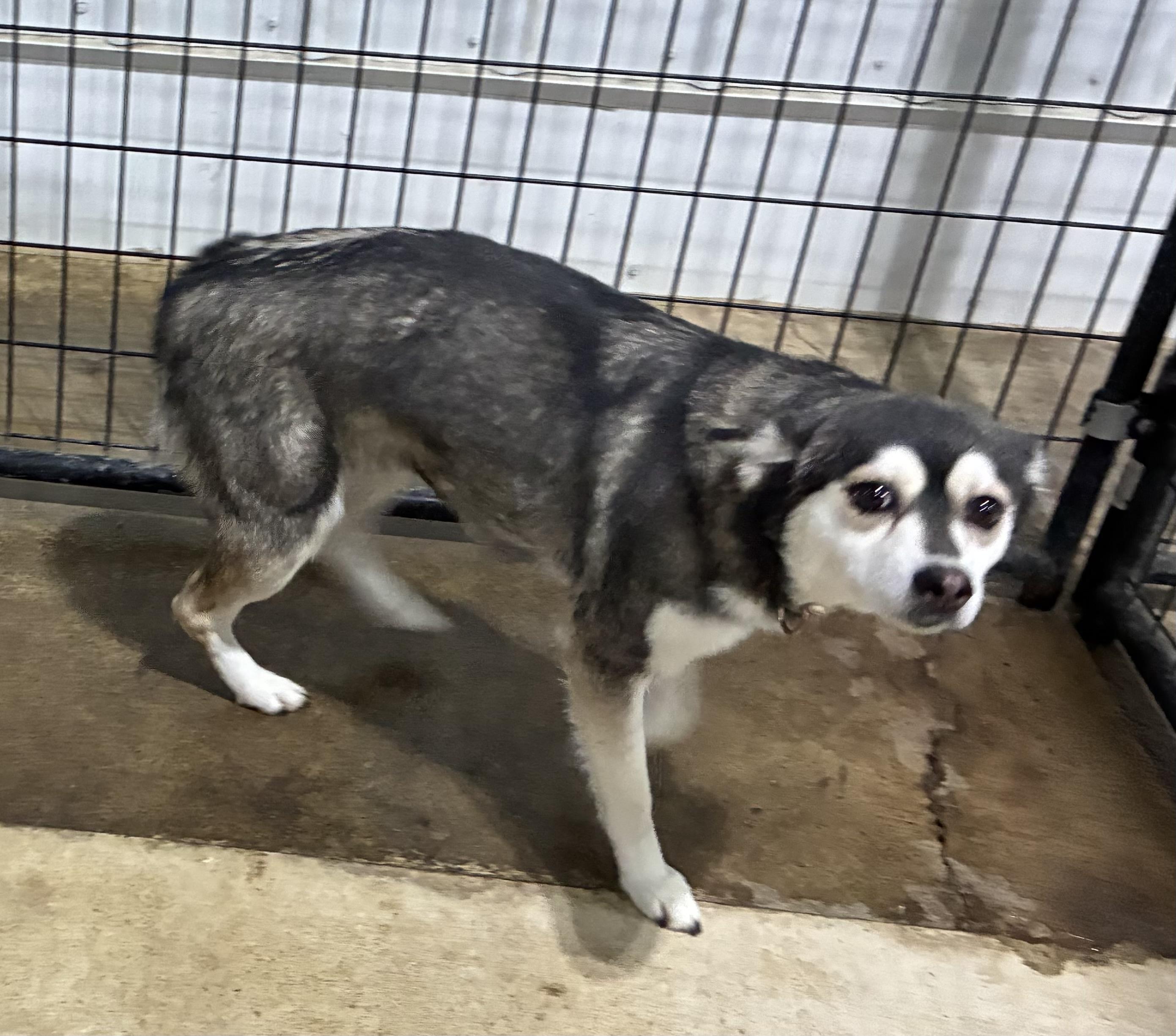 Franny  Pull Fee thumbnail 2