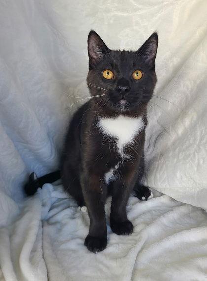 6738 (Jase), adopted, Kitten Male Domestic Short Hair.