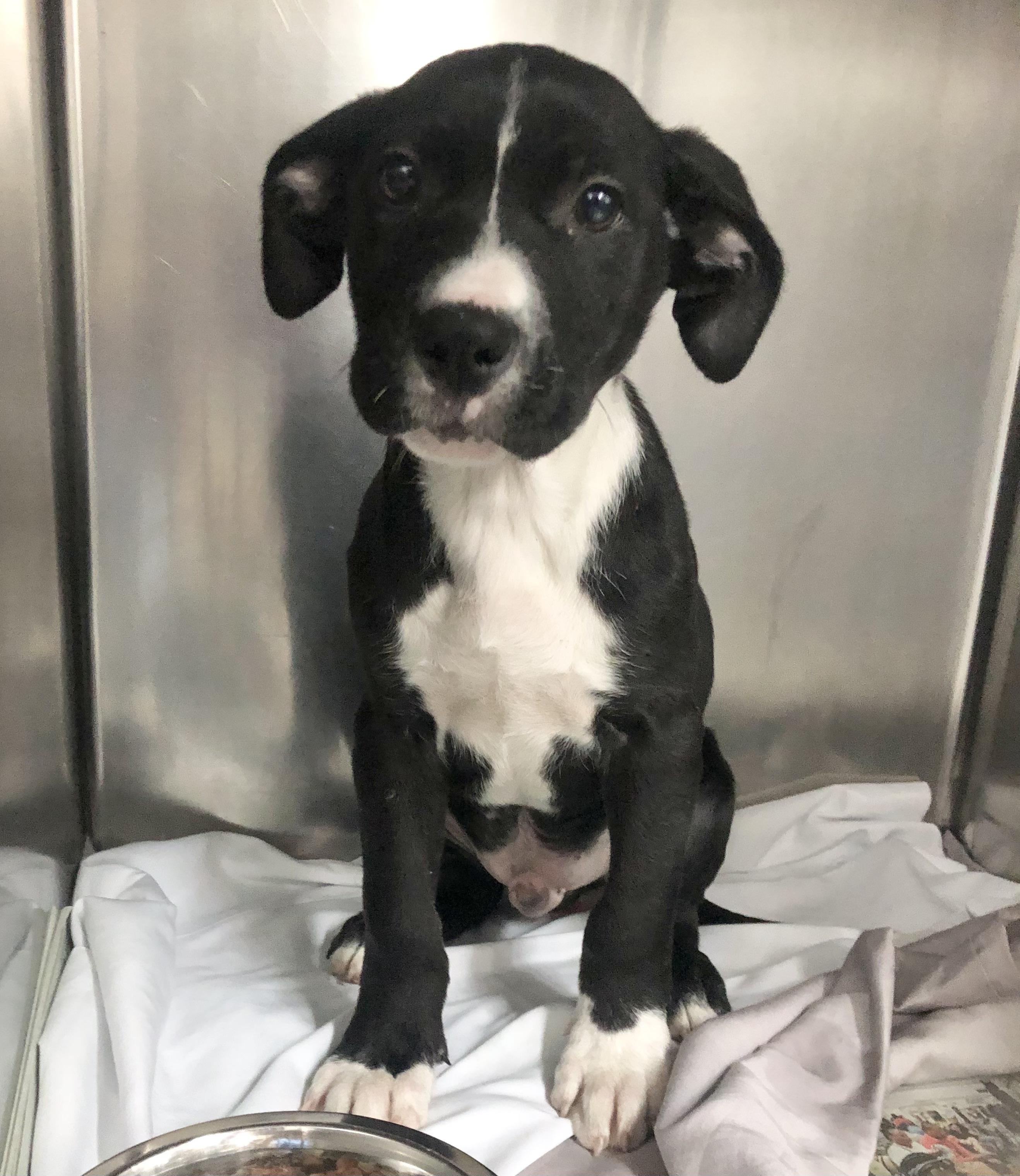 Enlarge Butterfinger, an adoptable mixed breed in Parma, OH image 1/1