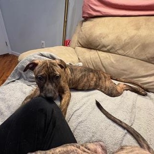 Enlarge Butterfinger, an adopted Mixed Breed in Philadelphia, PA image 3/3