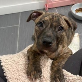 Enlarge Butterfinger, an adopted Mixed Breed in Philadelphia, PA image 1/3