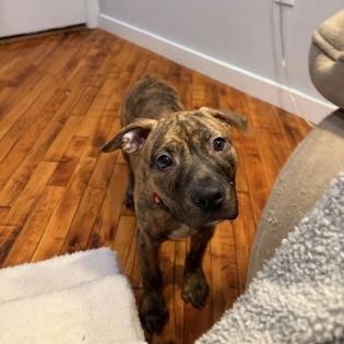 Enlarge Butterfinger, an adopted Mixed Breed in Philadelphia, PA image 2/3