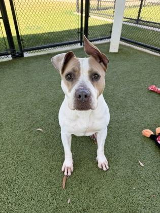 Chelsea, Adoptable, Adult Female American Staffordshire Terrier & American Bulldog.