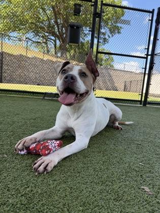 Chelsea, Adoptable, Adult Female American Staffordshire Terrier & American Bulldog.