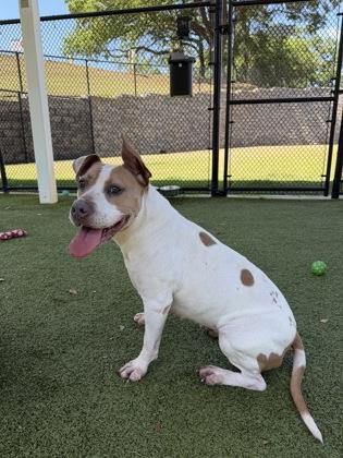 Chelsea, a Adoptable mixed breed in Daphne, AL image 3/3
