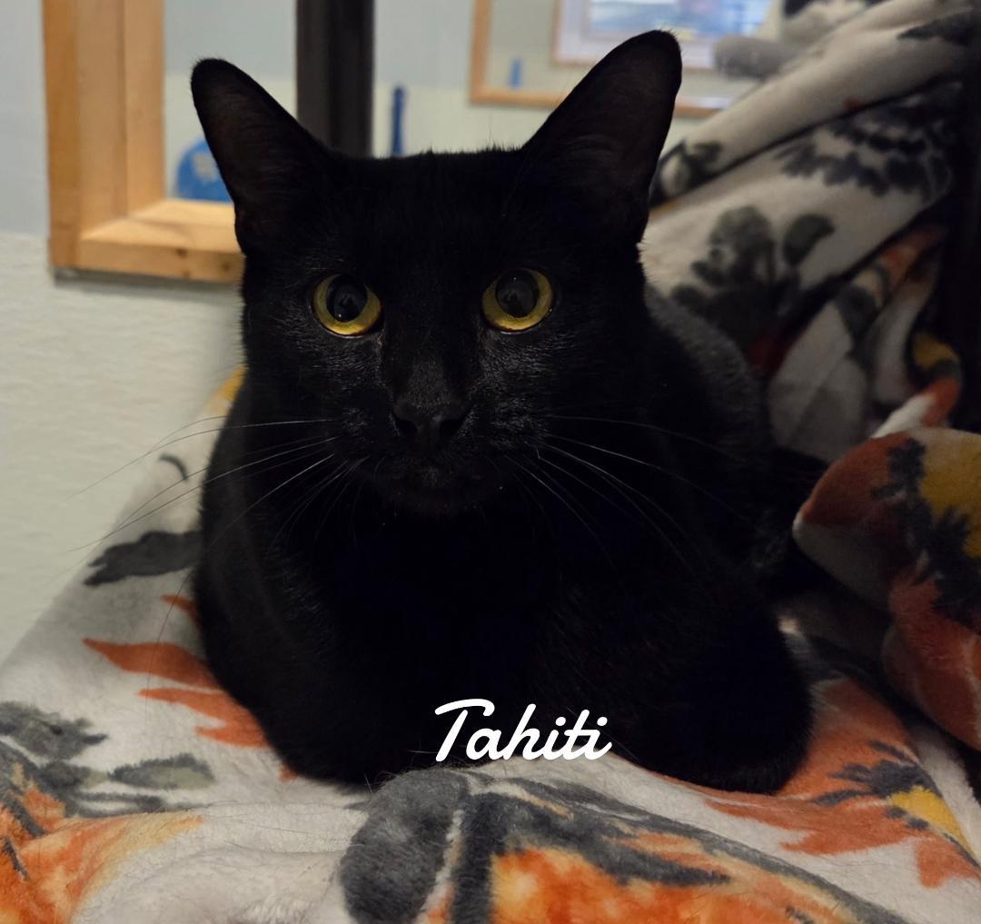 Enlarge Tahiti, a Adoptable Domestic Short Hair in Naugatuck, CT image 1/1