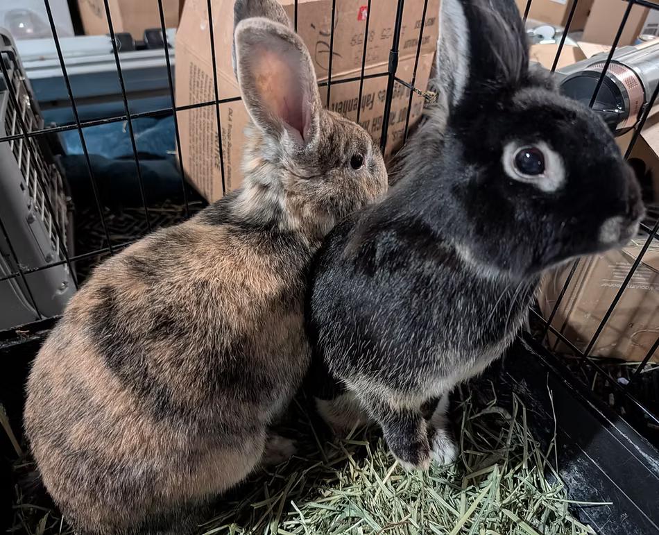 Harvey & Minerva, Adoptable, Adult Male Bunny Rabbit.