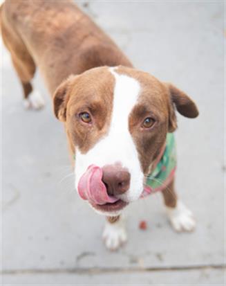 Enlarge AVOCADO, a Adoptable mixed breed in Tulsa, OK image 1/1