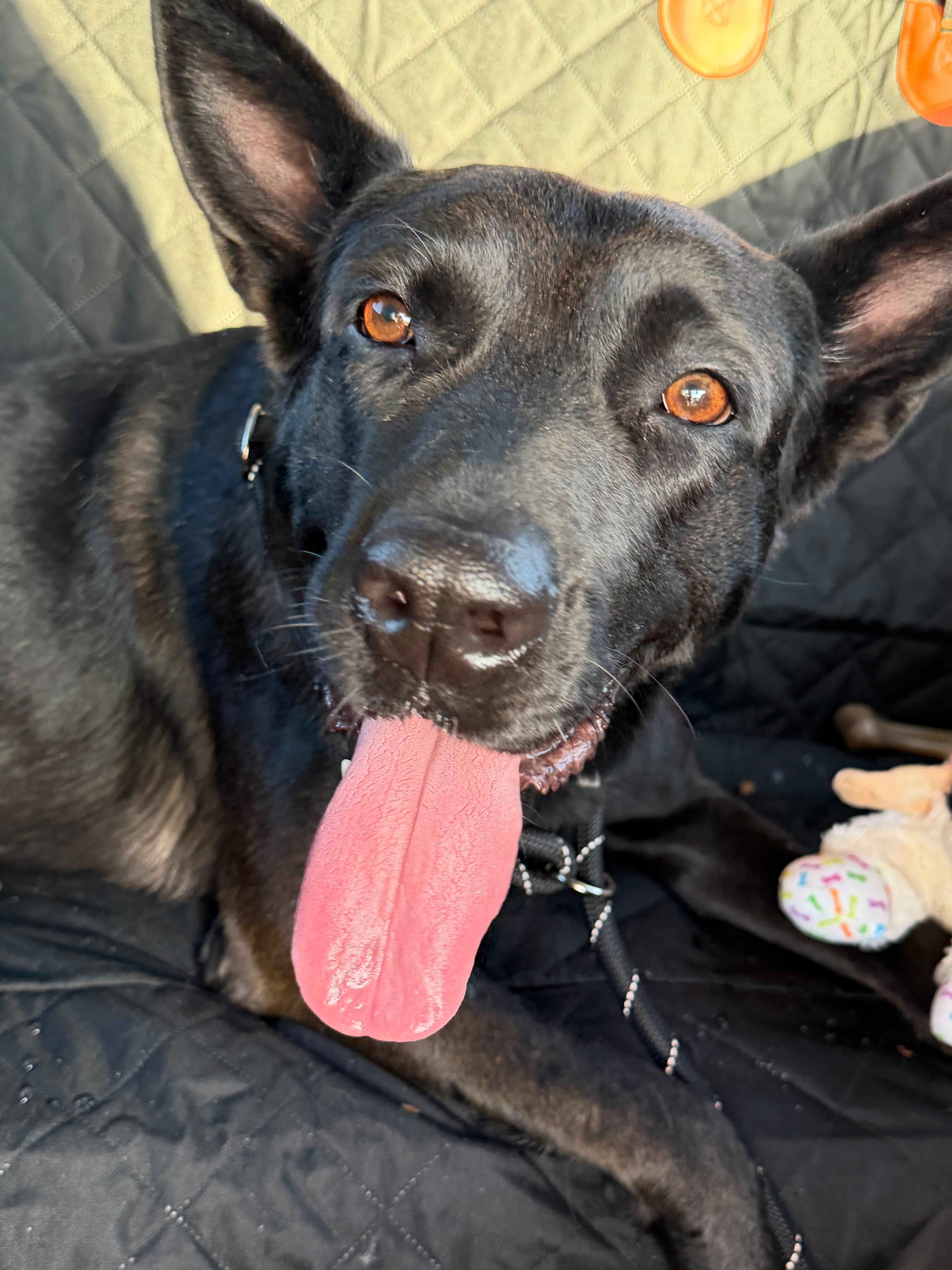 Enlarge Becca, a Adoptable German Shepherd Dog in San Diego, CA image 4/4