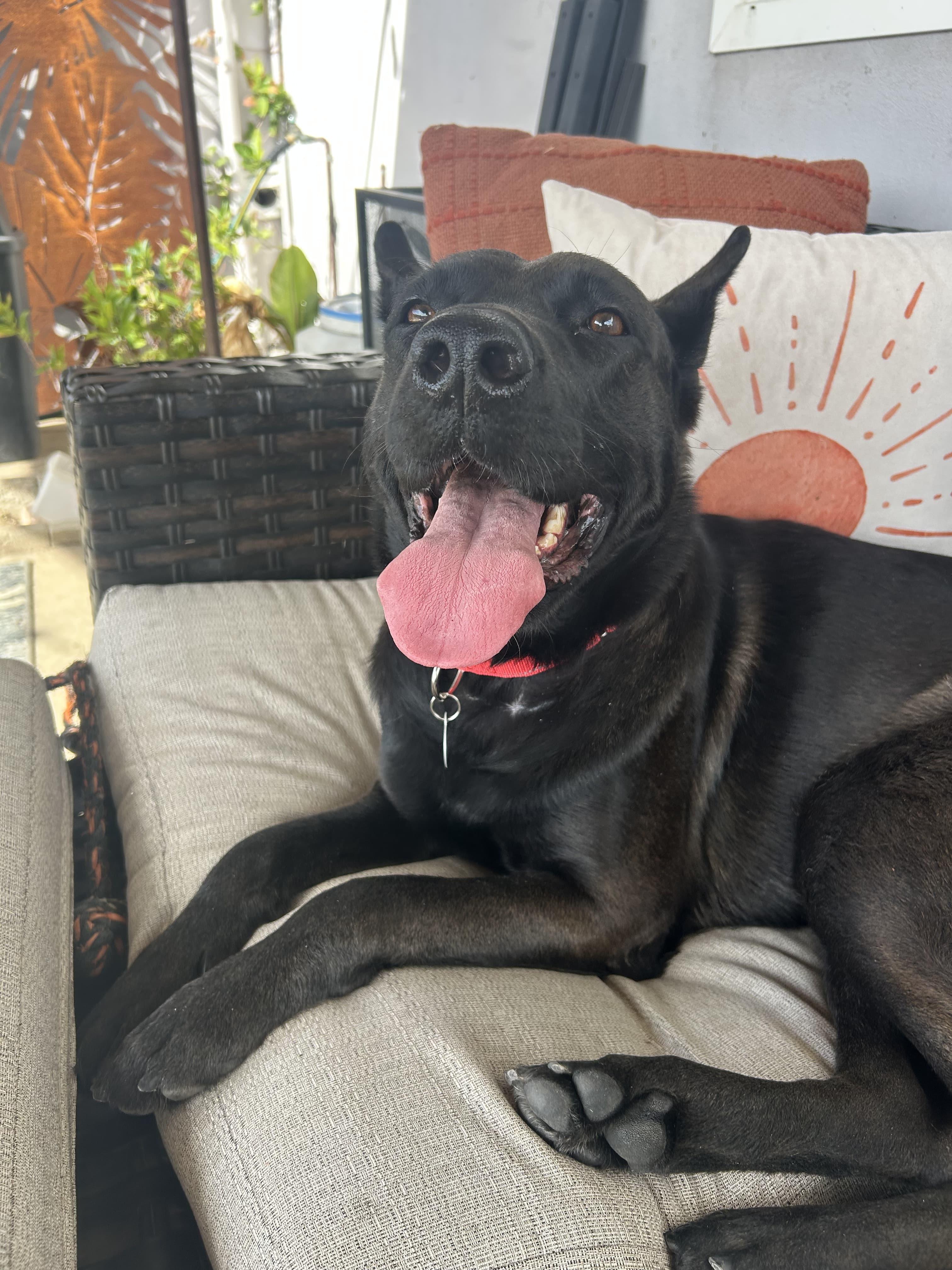 Becca, Adoptable, Adult Female German Shepherd Dog.