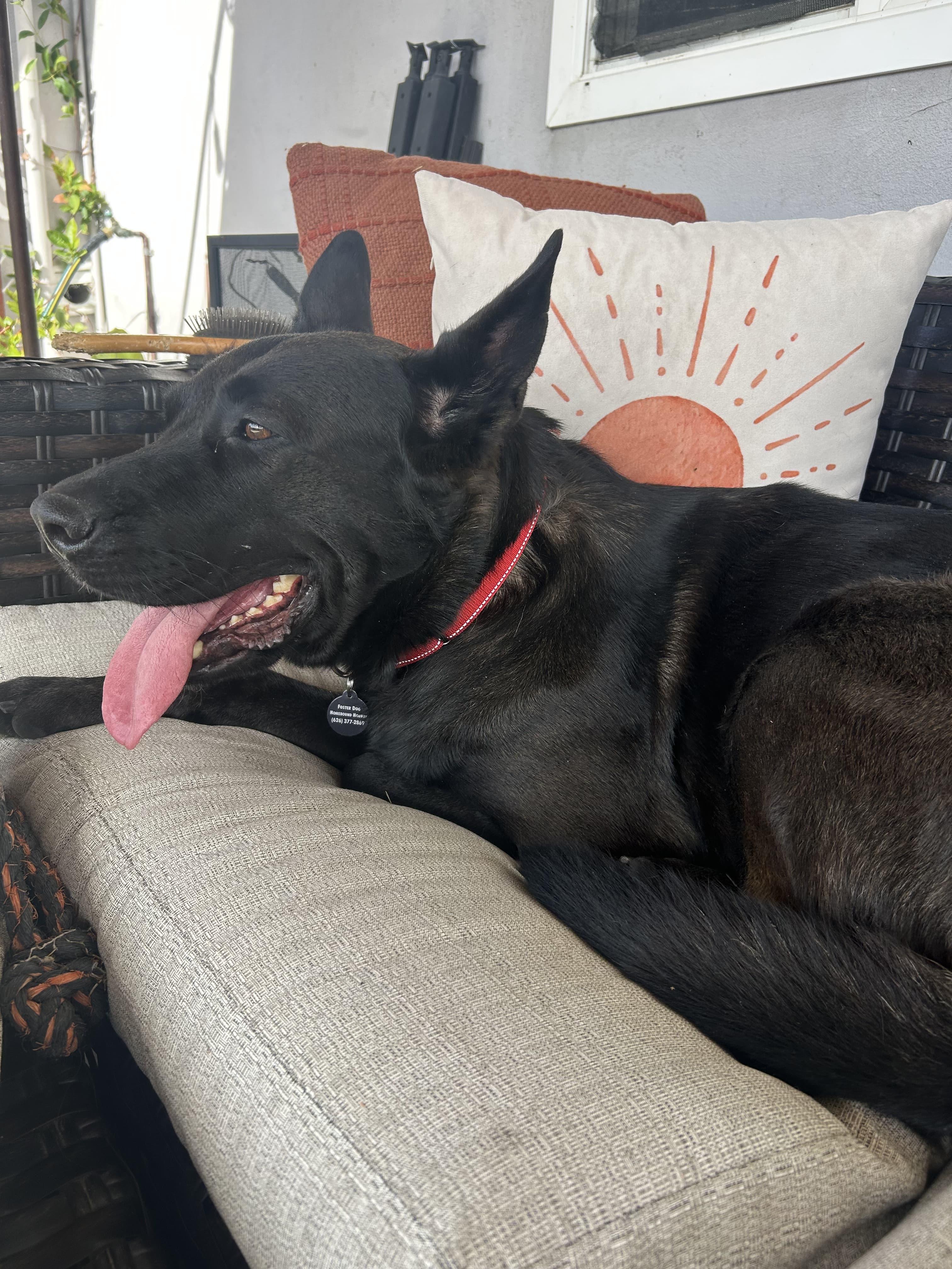 Enlarge Becca, a Adoptable German Shepherd Dog in San Diego, CA image 2/4