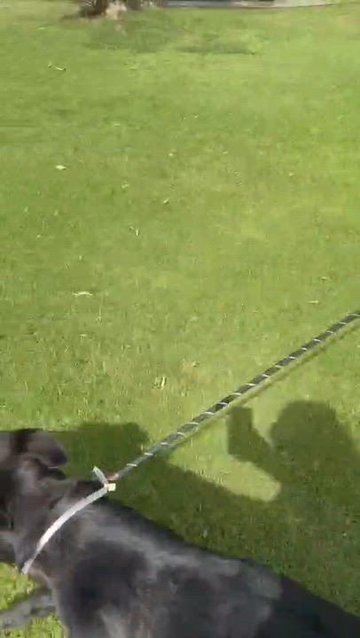 Enlarge Becca, a Adoptable German Shepherd Dog in San Diego, CA video 3/4