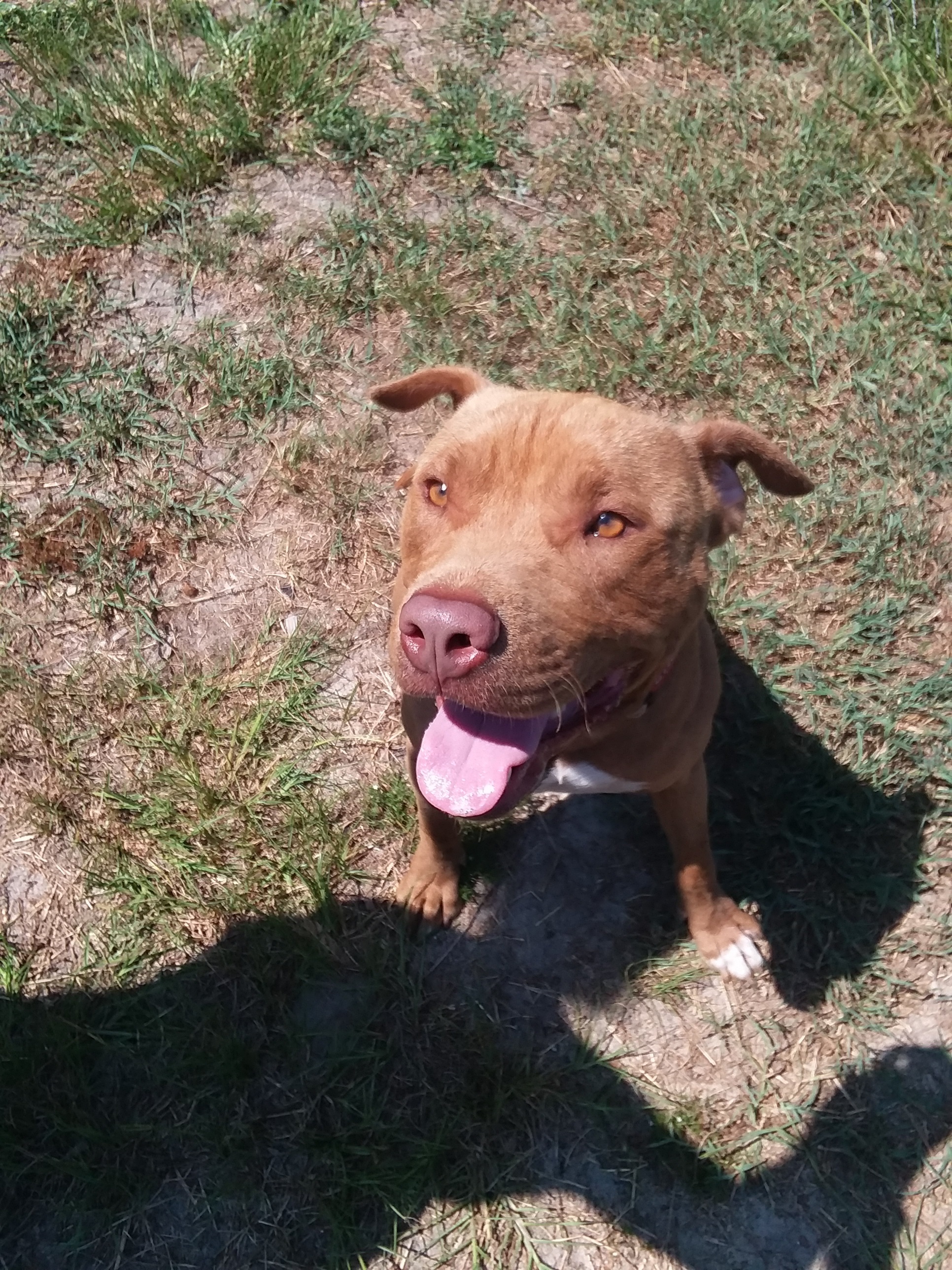 Sid, a Adoptable mixed breed in Barnwell, SC image 1/8