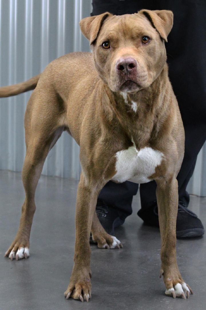 Sid, a Adoptable mixed breed in Barnwell, SC image 2/8