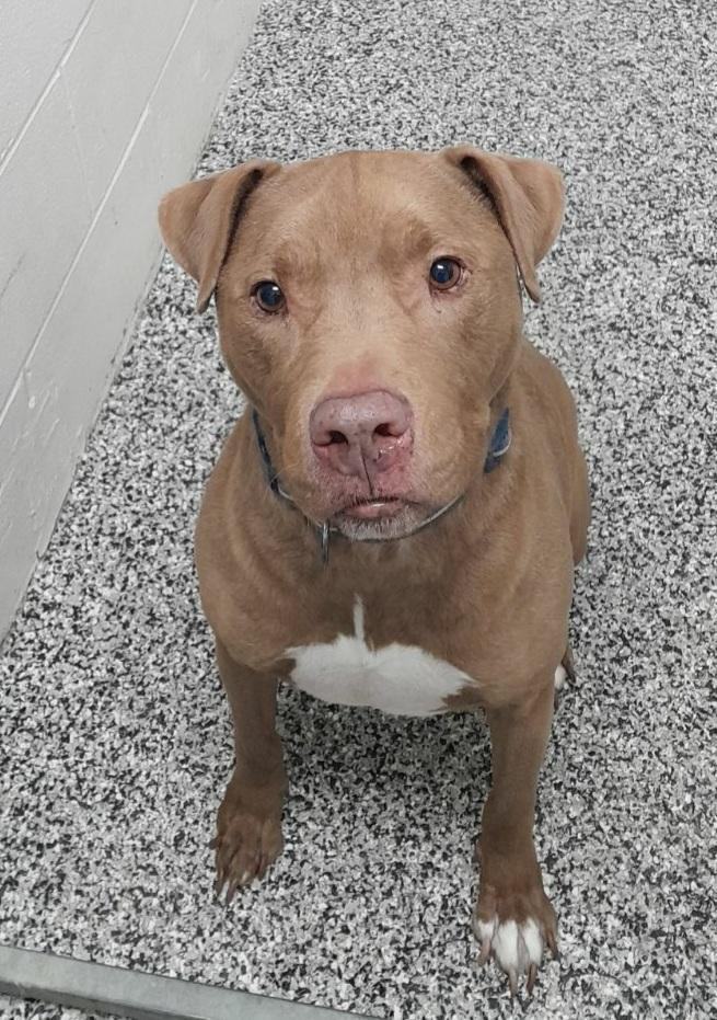 Sid, a Adoptable mixed breed in Barnwell, SC image 3/8