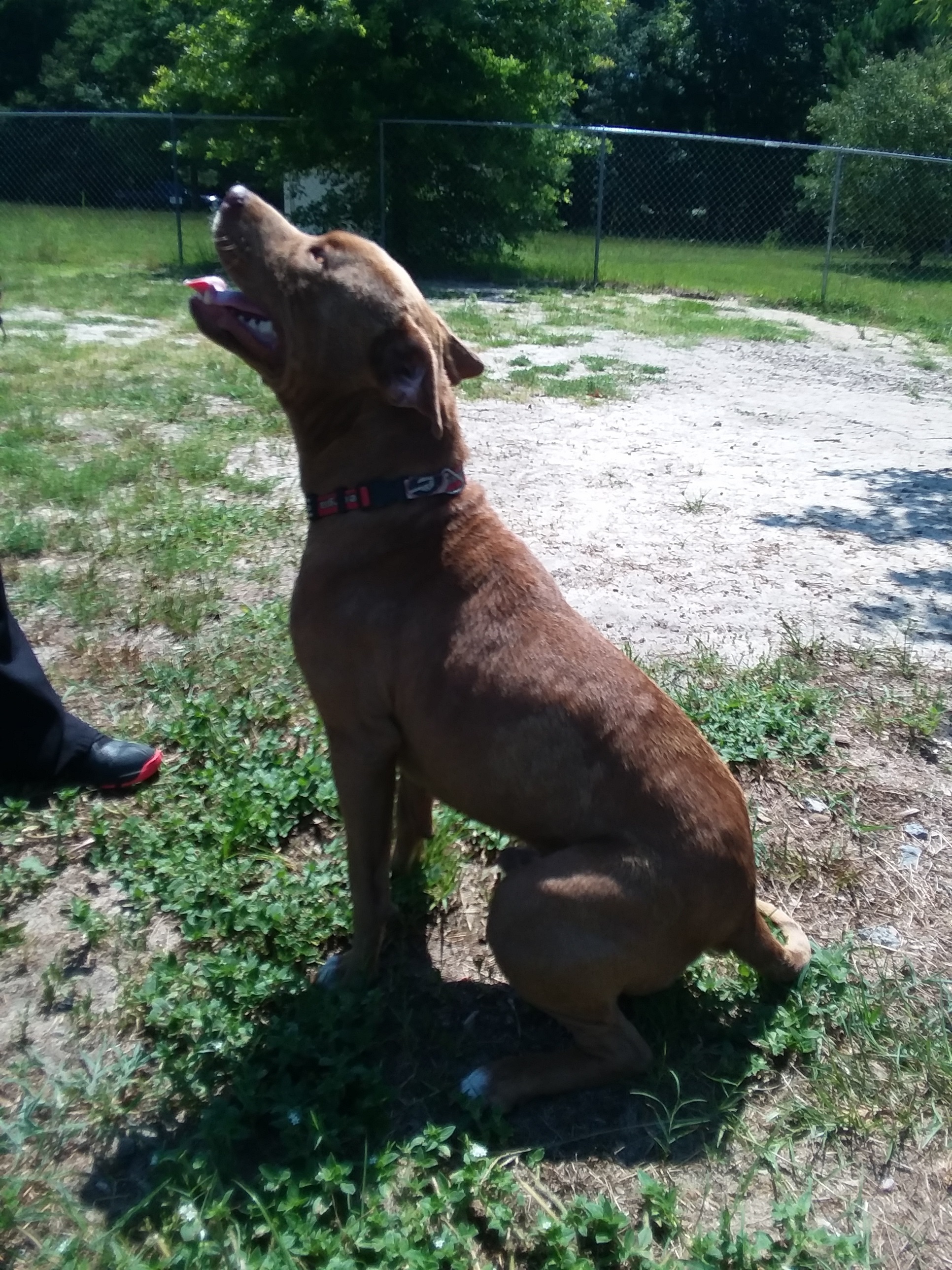 Sid, a Adoptable mixed breed in Barnwell, SC image 4/8