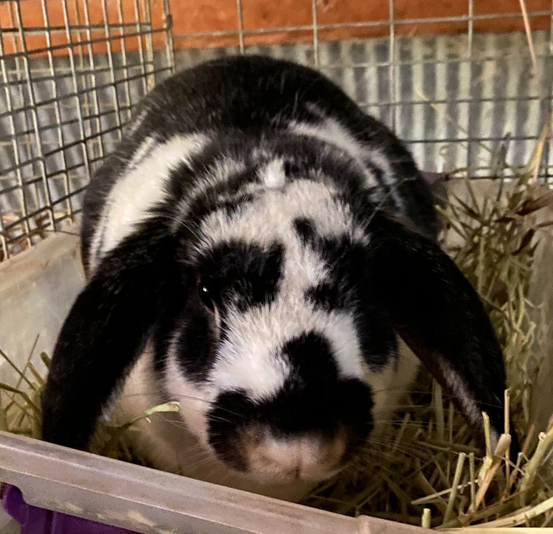 Enlarge Emma Louise, an adopted mixed breed in Brainerd, MN image 2/2