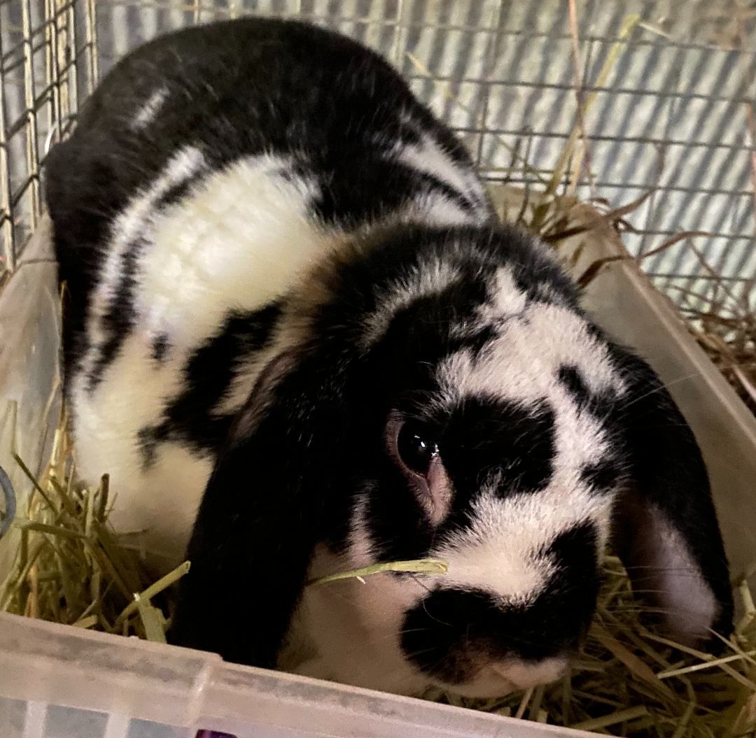 Emma Louise, Adoptable, Adult Female French Lop & Lop Eared.