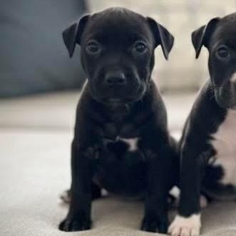 Enlarge Muffin, a Adoptable mixed breed in Newfoundland, NJ image 2/6