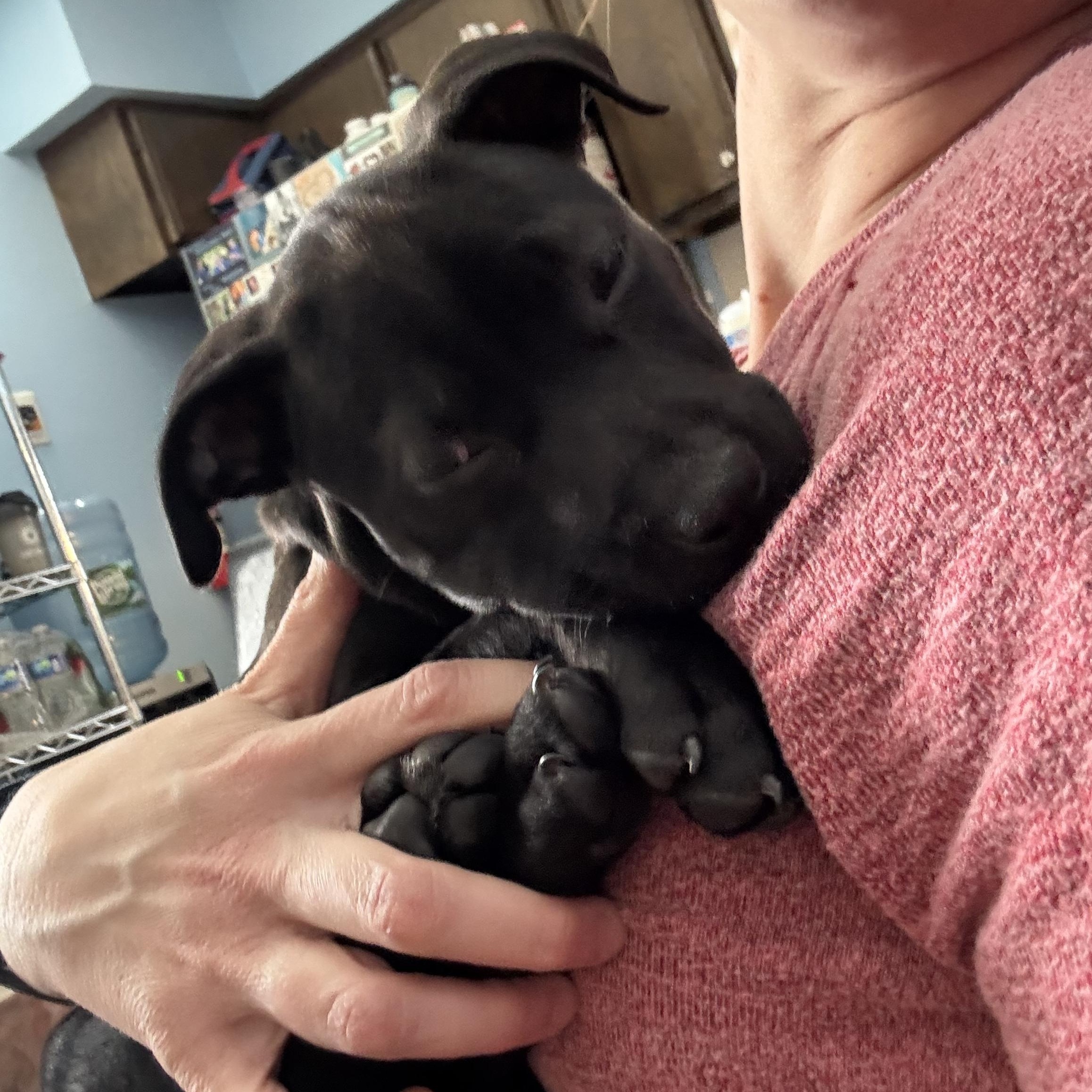 Enlarge Muffin, a Adoptable mixed breed in Newfoundland, NJ image 5/6